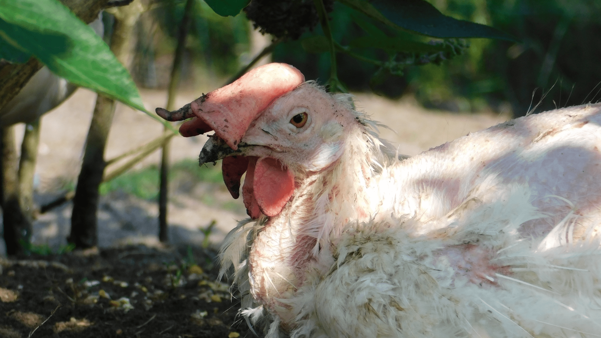 Farm of Mercy Leven in Bioindustrie