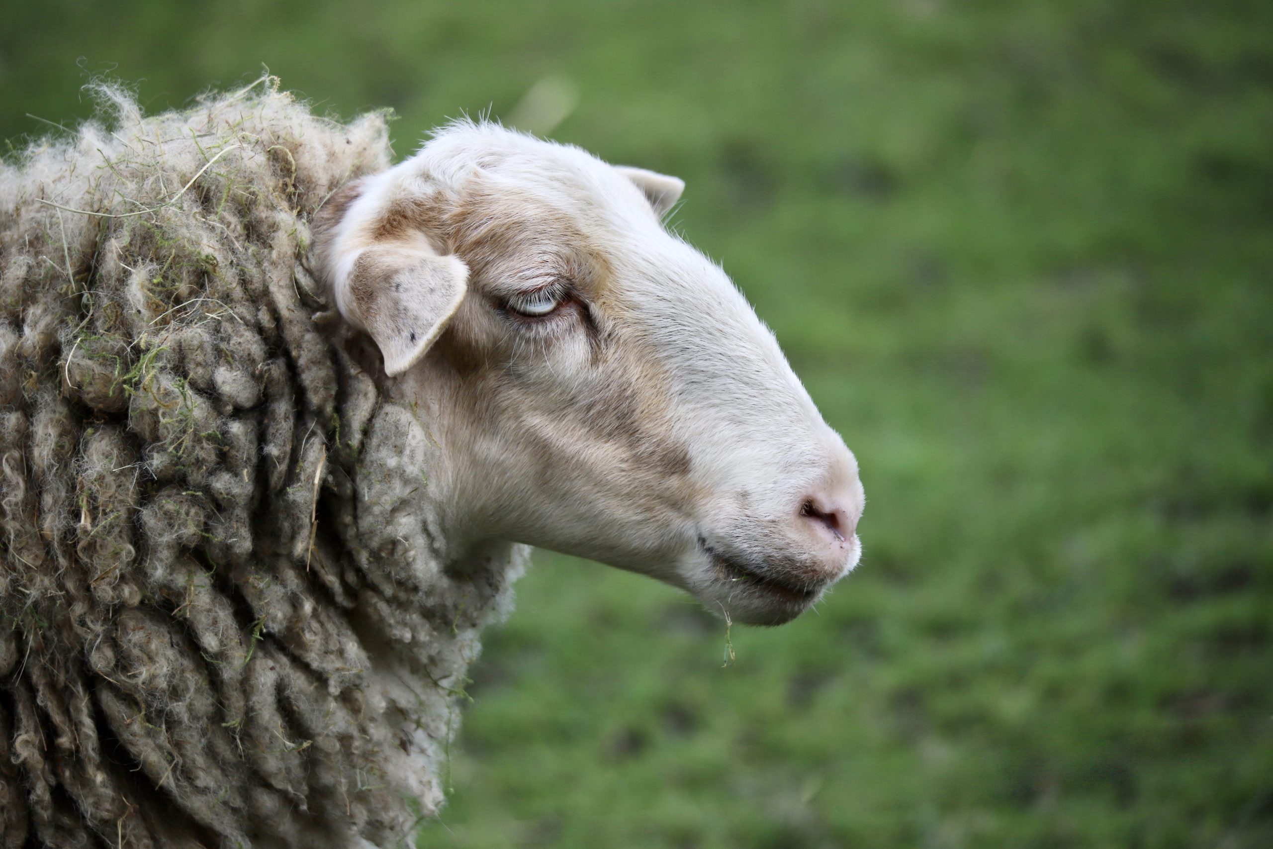 Farm of Mercy Sanctuary